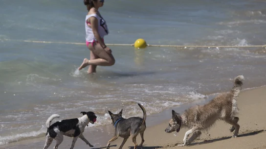 Los perros disfrutan en una playa. Los perros disfrutan en la playa de Barcelona