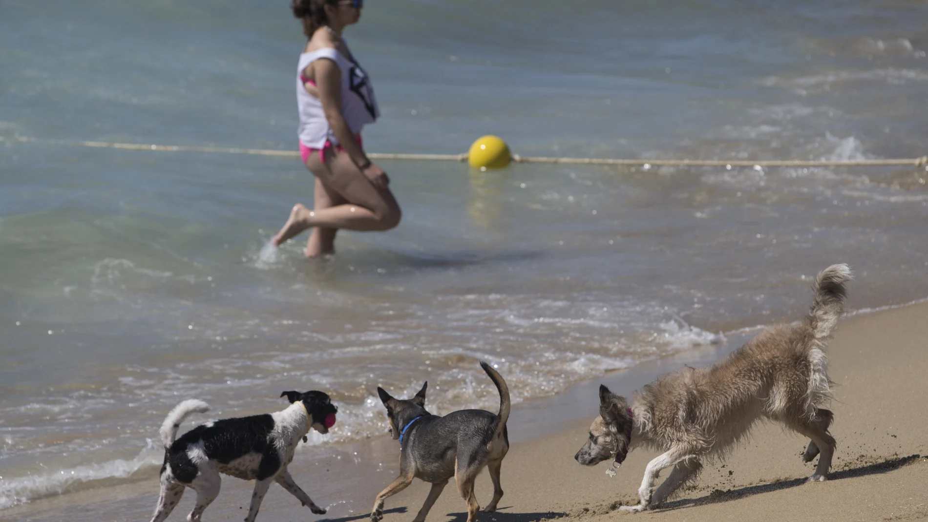Los perros disfrutan en una playa.