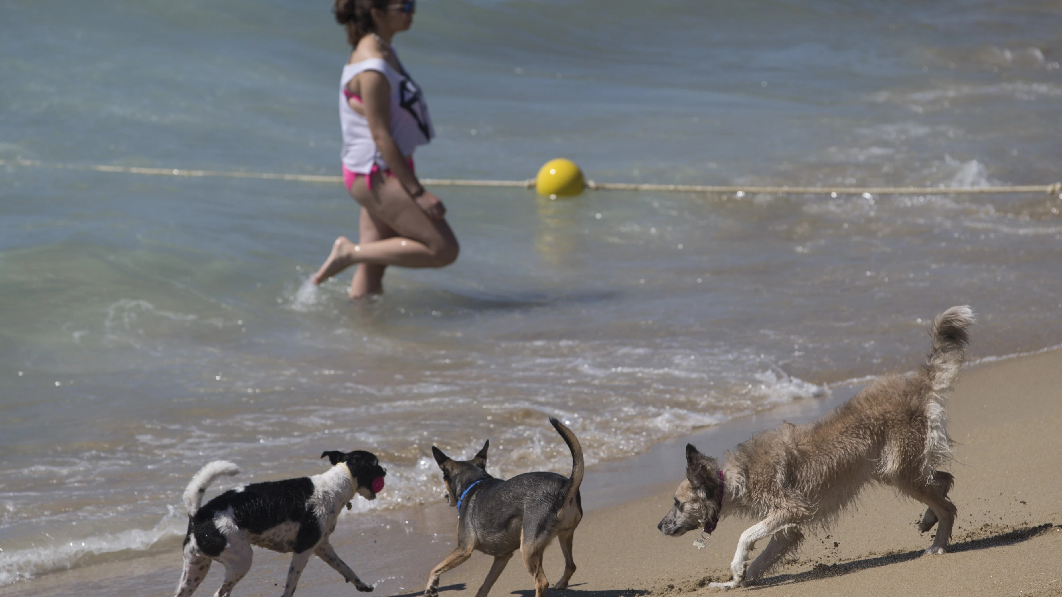 Los perros disfrutan en la playa de Barcelona