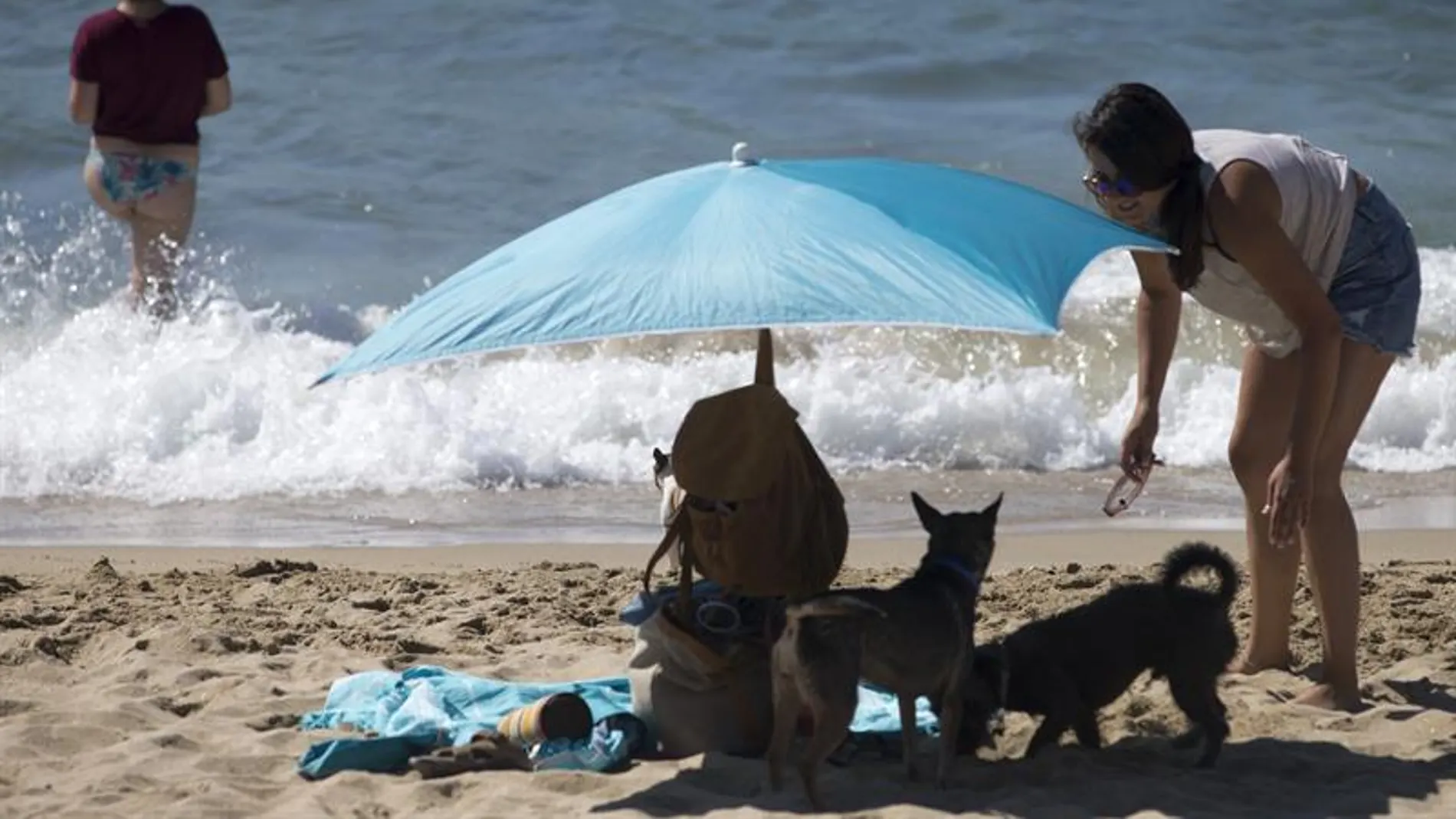 Perros en la playa de Barcelona.