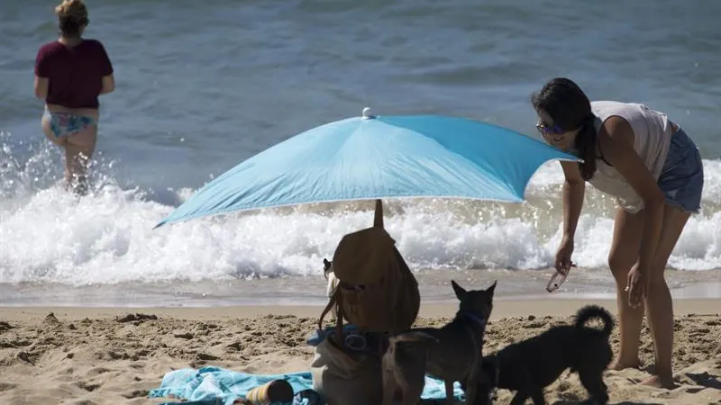 Perros en la playa de Barcelona.