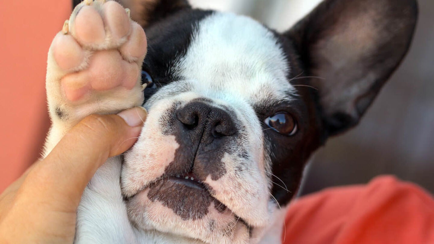 Bulldog franc&eacute;s