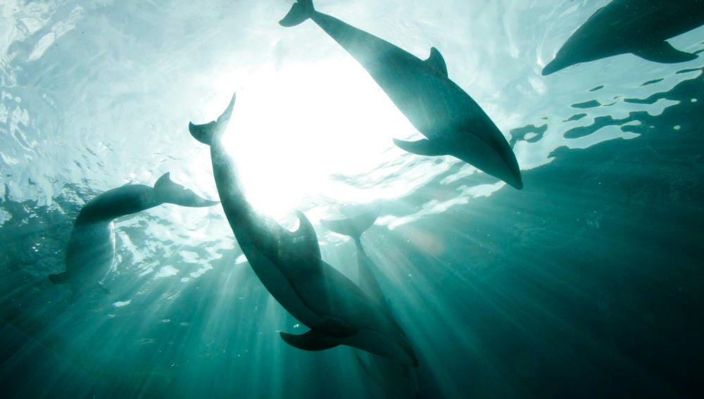 Imagen de archivo de varios delfines