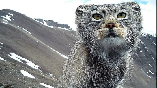 Manul, el gato siberiano en peligro de extinción Manul, el gato siberiano en peligro de extinción