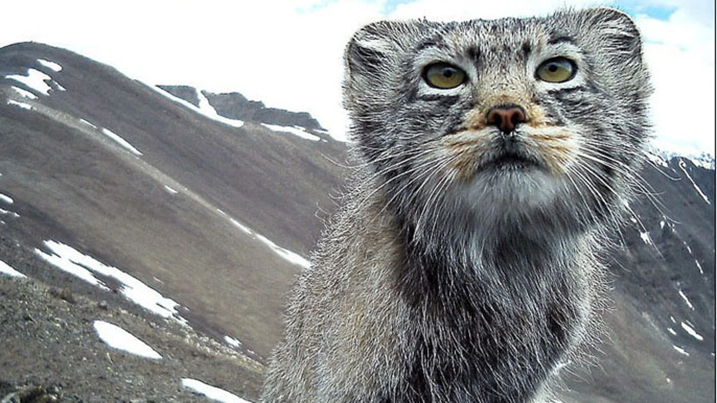 Manul, el gato siberiano en peligro de extinción Manul, el gato siberiano en peligro de extinción