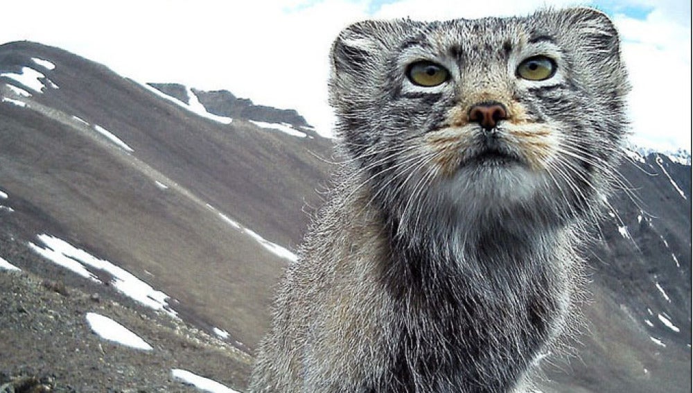 Manul, el gato siberiano en peligro de extinción
