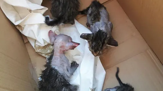 La camada de gatos La camada de gatos