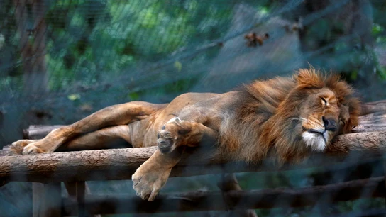 Un león en el zoológico de Caricuao Un león en el zoológico de Caricuao