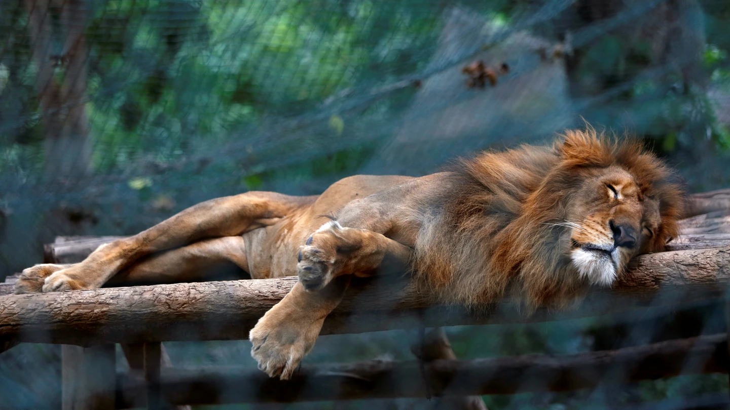 Un león en el zoológico de Caricuao Un león en el zoológico de Caricuao