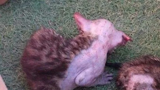 El gato fallecido El gato fallecido