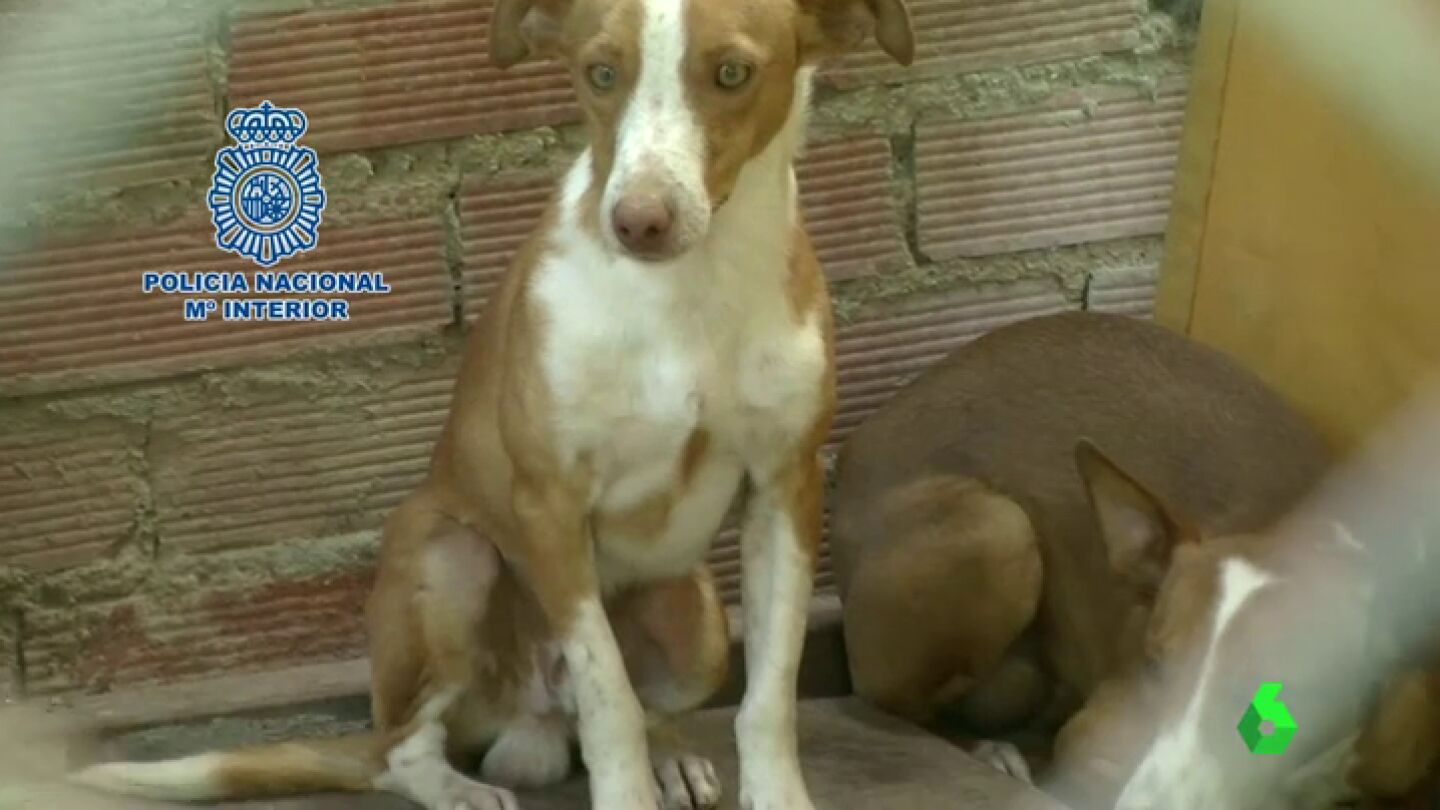 Frame 84.205714 de: maltratoanimal