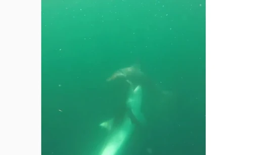 Pelea a muerte entre tiburones Pelea a muerte entre tiburones