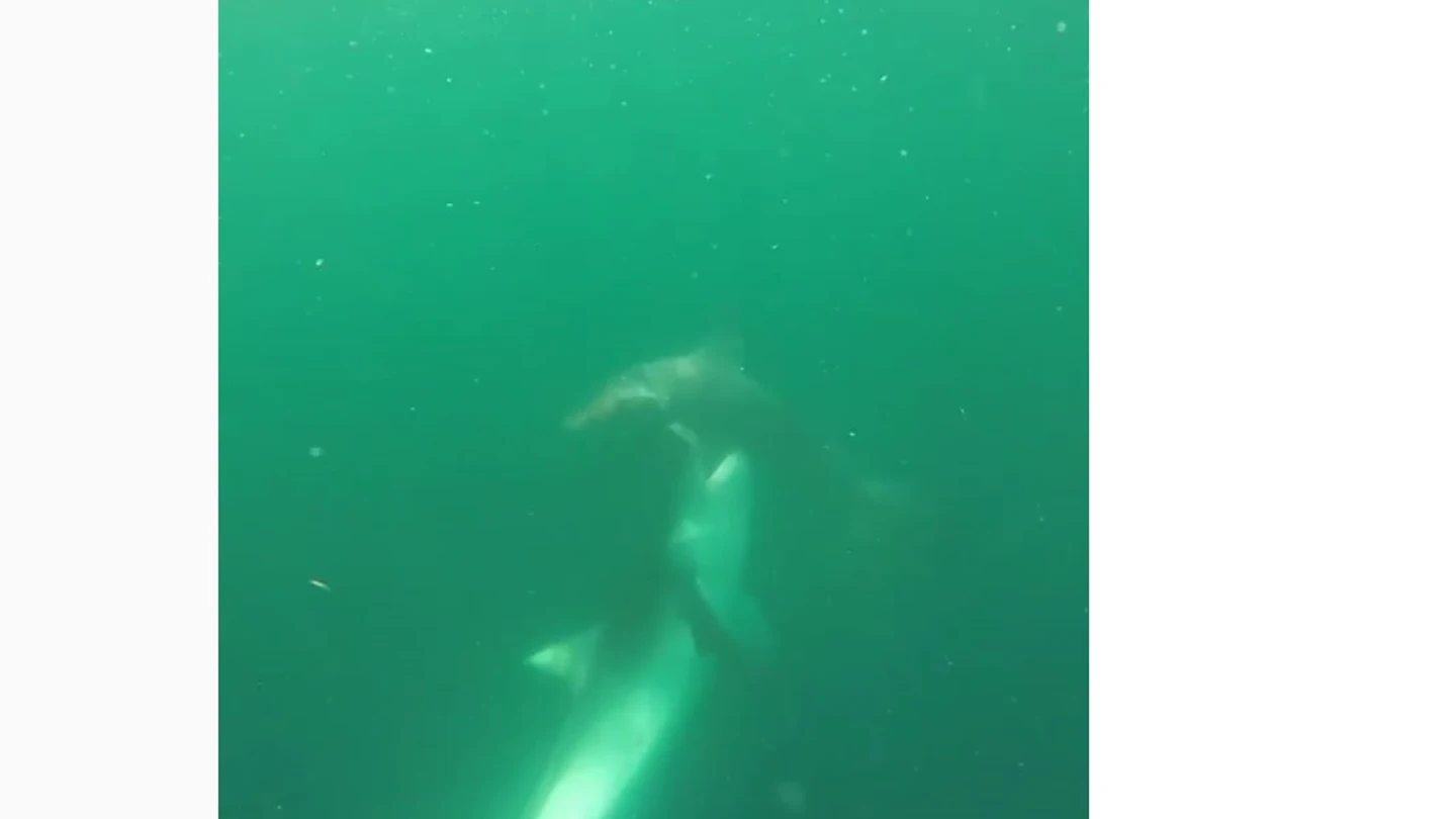 Pelea a muerte entre tiburones Pelea a muerte entre tiburones