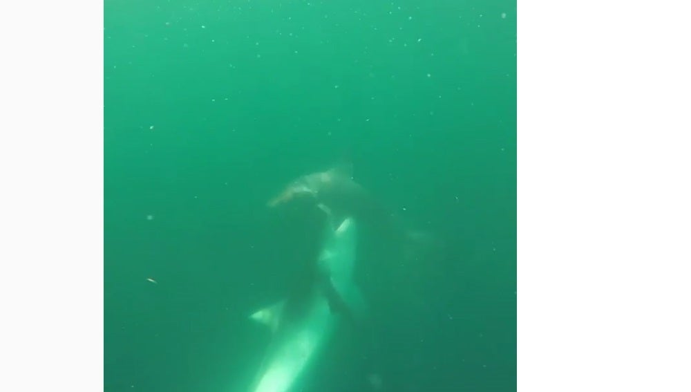 Pelea a muerte entre tiburones
