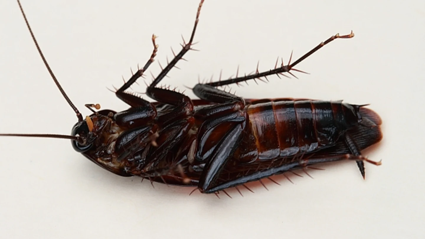 CUCARACHA CUCARACHA
