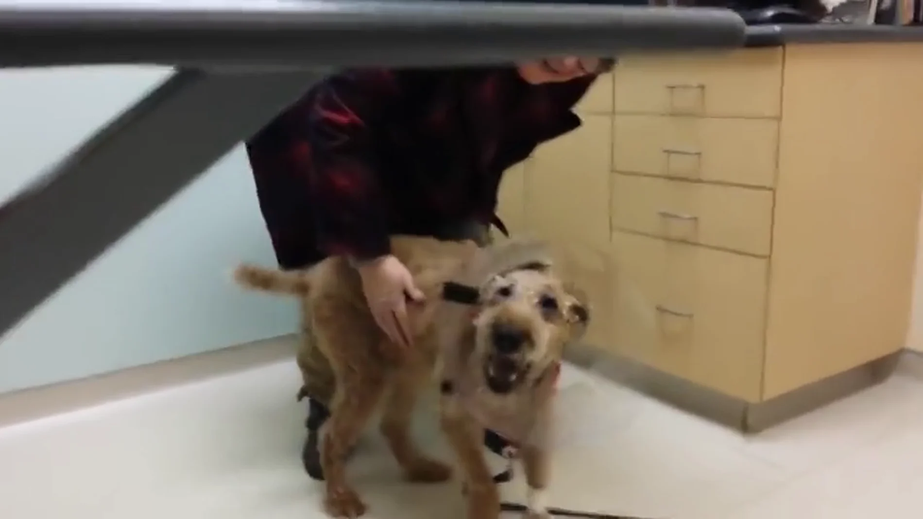 Frame 19.220371 de: La reacción de un perro ciego al ver a su familia después de recobrar la vista se ha hecho viral en internet