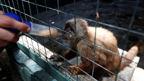 Un empleado da vitaminas con una jeringuilla a un mono capuchino Un empleado da vitaminas con una jeringuilla a un mono capuchino