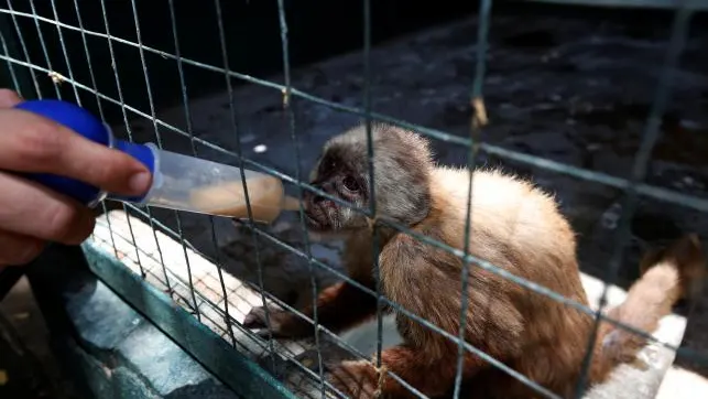 Un empleado da vitaminas con una jeringuilla a un mono capuchino