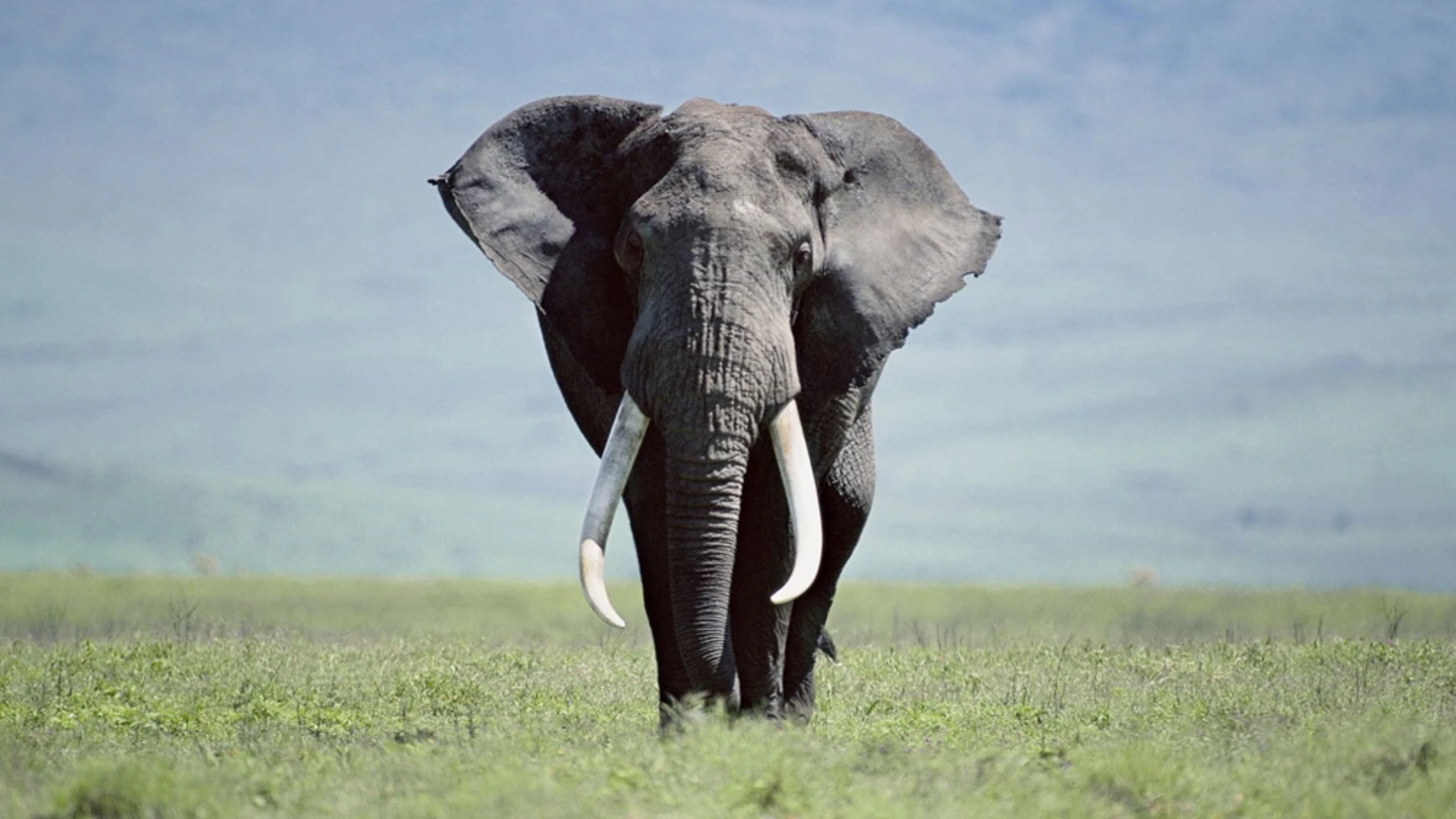 Elefante. Elefante.