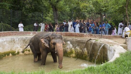 Kaavan