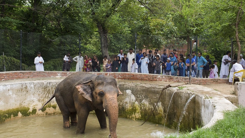 Kaavan