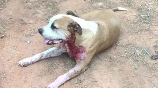 Hero, el perro que recibió varias puñaladas al proteger a una mujer Hero, el perro que recibió varias puñaladas al proteger a una mujer