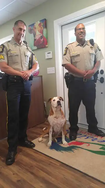 Hero, el perro que salvó a una mujer de ser apuñalada Hero, el perro que salvó a una mujer de ser apuñalada