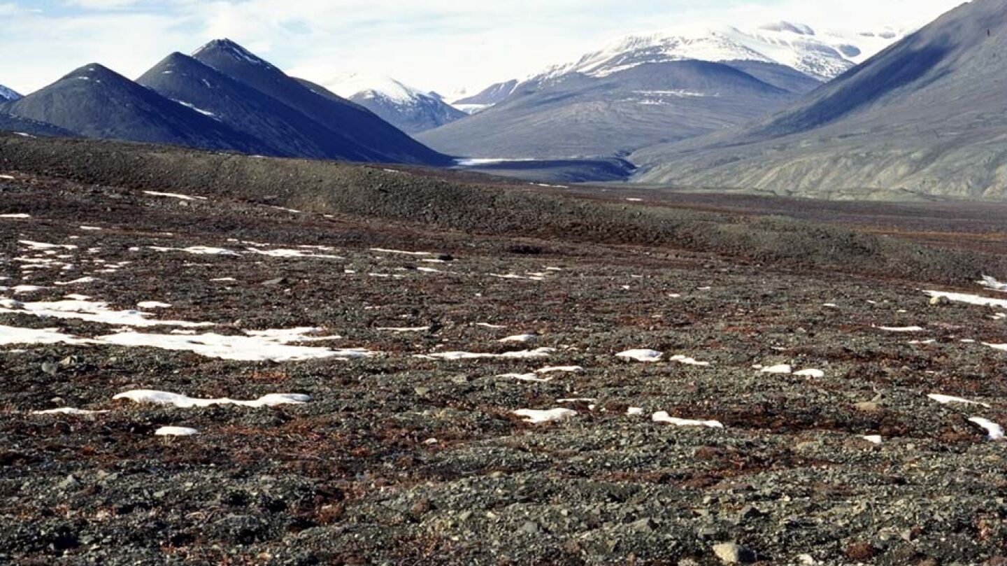 Tundra, foco de la proliferaci&oacute;n de &aacute;ntrax