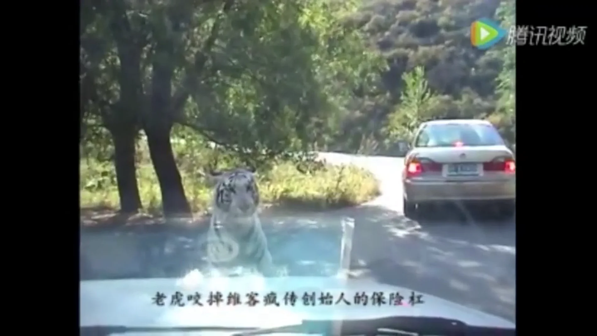 Frame 10.340981 de: Un tigre vuelve a atacar a un grupo de turistas en un zoo de Pekín