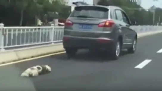 Un hombre arrastra a su perro hasta la muerte en China Un hombre arrastra a su perro hasta la muerte en China