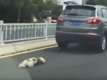 Un hombre arrastra a su perro hasta la muerte en China Un hombre arrastra a su perro hasta la muerte en China