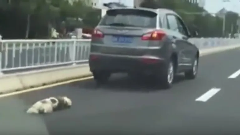 Un hombre arrastra a su perro hasta la muerte en China Un hombre arrastra a su perro hasta la muerte en China