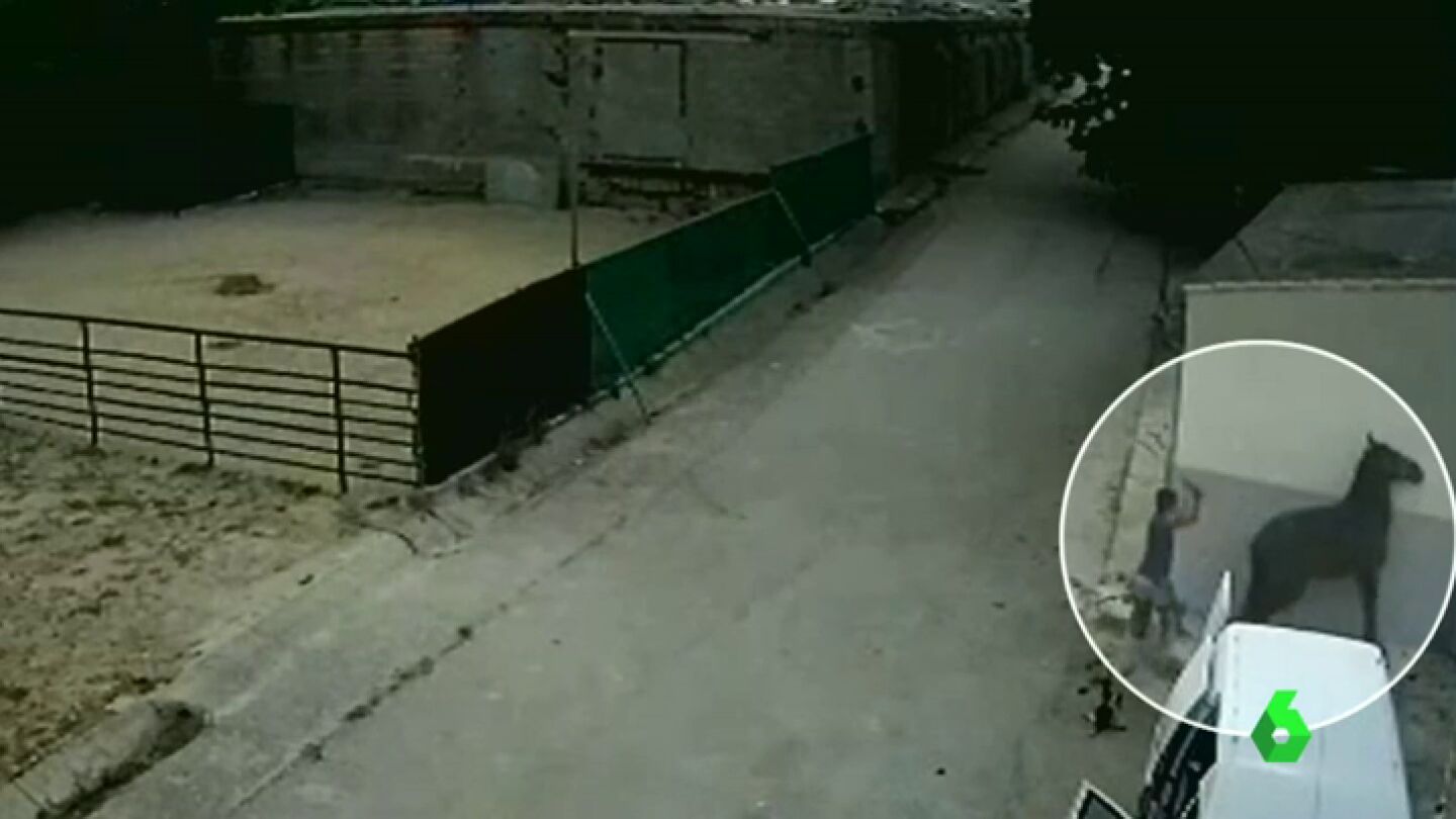 Un herrador ataca con una pala de obra a un caballo en una cuadra de &Uacute;beda, Ja&eacute;n