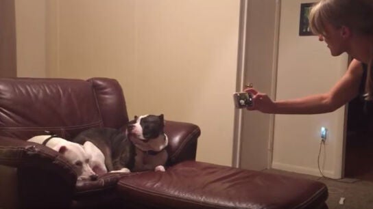 Harvey, el perro que odia las fotos