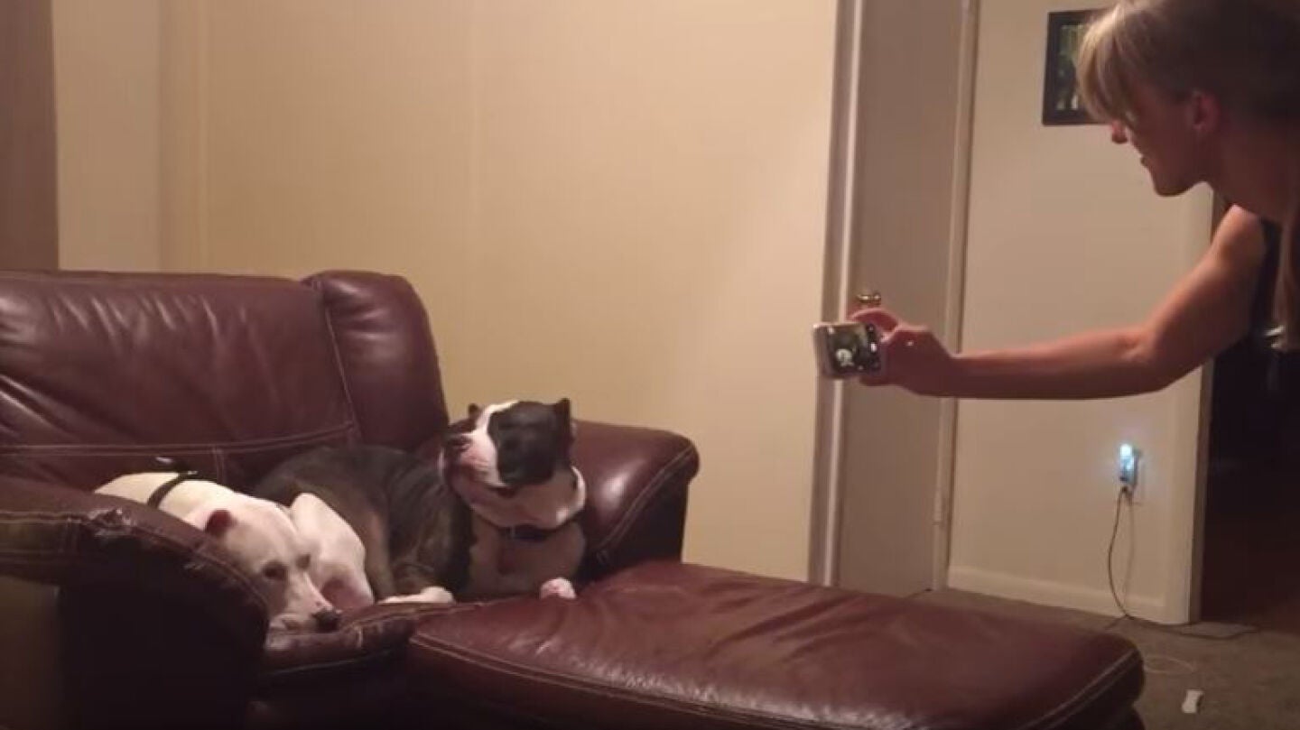 Harvey, el perro que odia las fotos