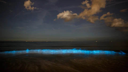 Lágrima azul, un fenómeno insólito en las costas chinas Lágrima azul, un fenómeno insólito en las costas chinas