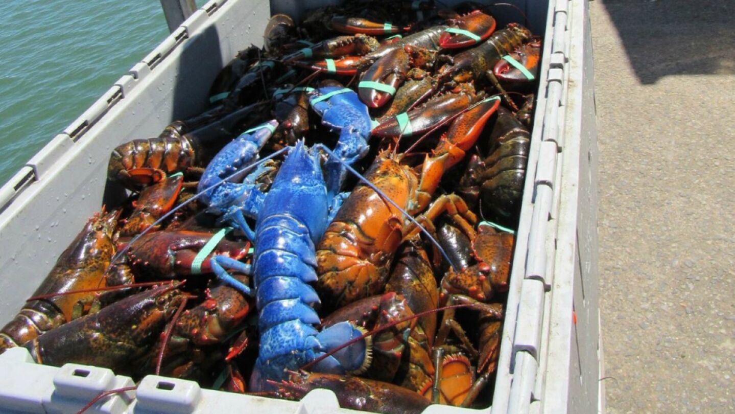 Langosta azul