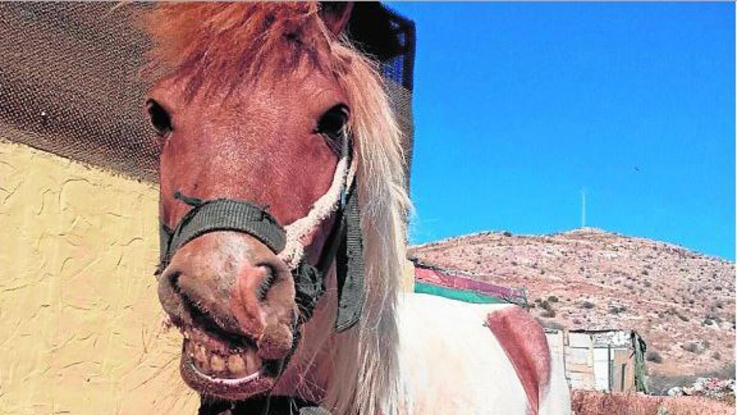 Poni malherido y abandonado en Cartagena Poni malherido y abandonado en Cartagena
