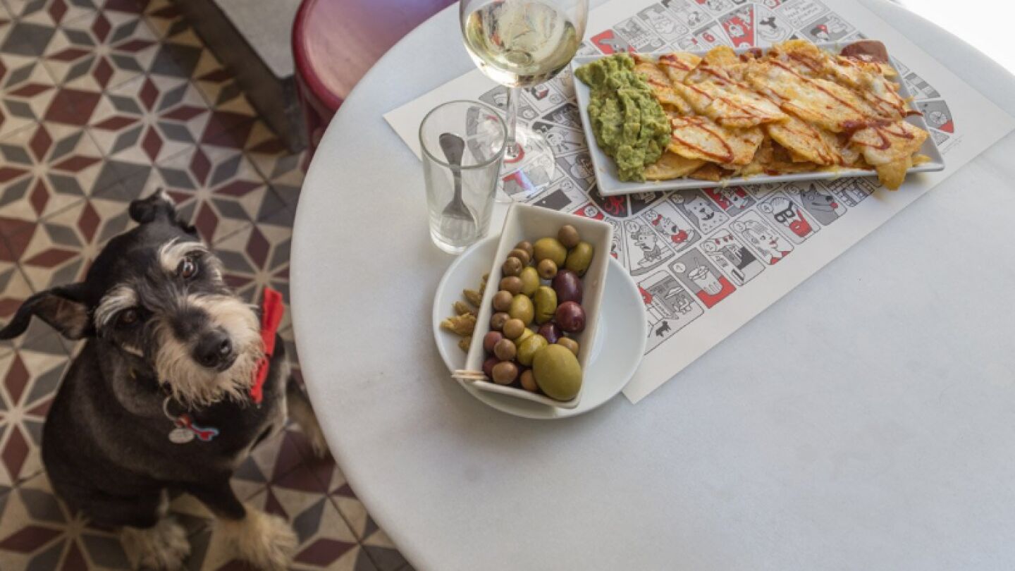 Perro en un bar