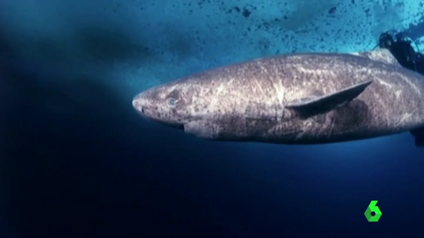 Científicos daneses descubren al vertebrado más longevo: un tiburón de 400 años Científicos daneses descubren al vertebrado más longevo: un tiburón de 400 años
