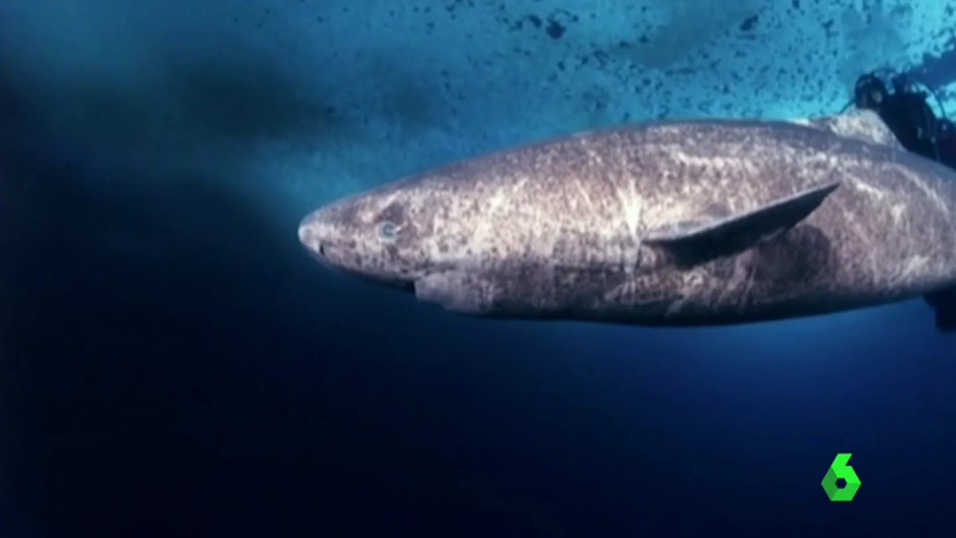 Científicos daneses descubren al vertebrado más longevo: un tiburón de 400 años