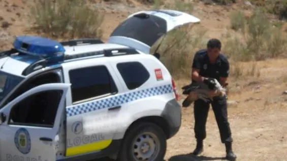 La Policía de Jaen rescatando al buitre 