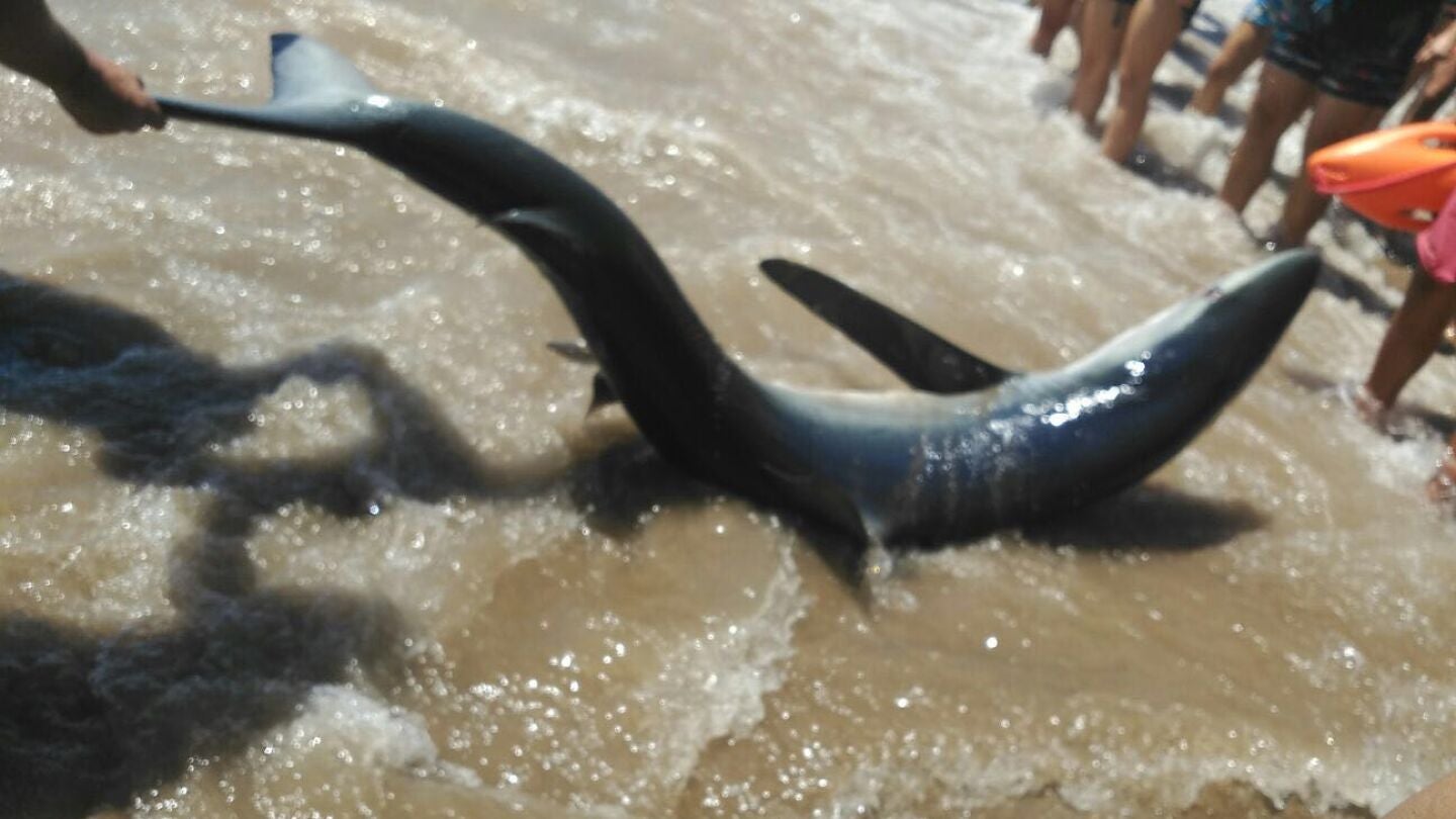 Una tintorera varada en Mazarr&oacute;n