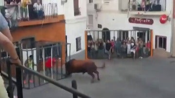 Frame 14.458497 de: Un toro rompe la jaula de seguridad y embiste brutalmente a un hombre en Onteniente, en Valencia