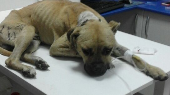 Sean, un perro rescatado que podr&iacute;a haber sido usado como 'sparring'