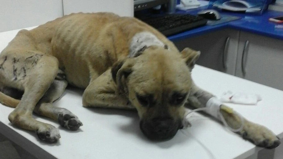 Sean, un perro rescatado que podría haber sido usado como 'sparring'