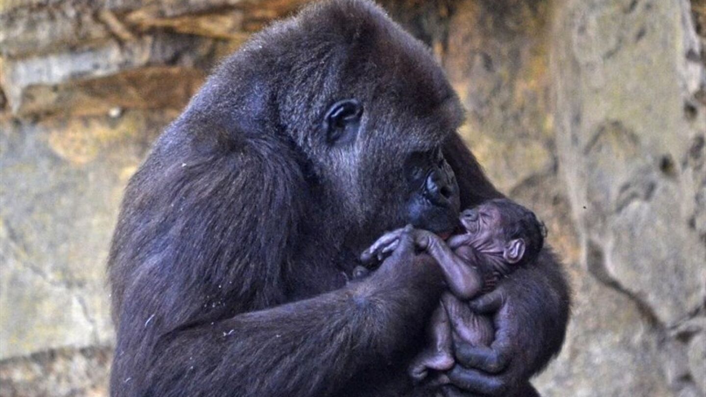 Nalani, la gorila que ha dado a luz en el Bioparc de Valencia