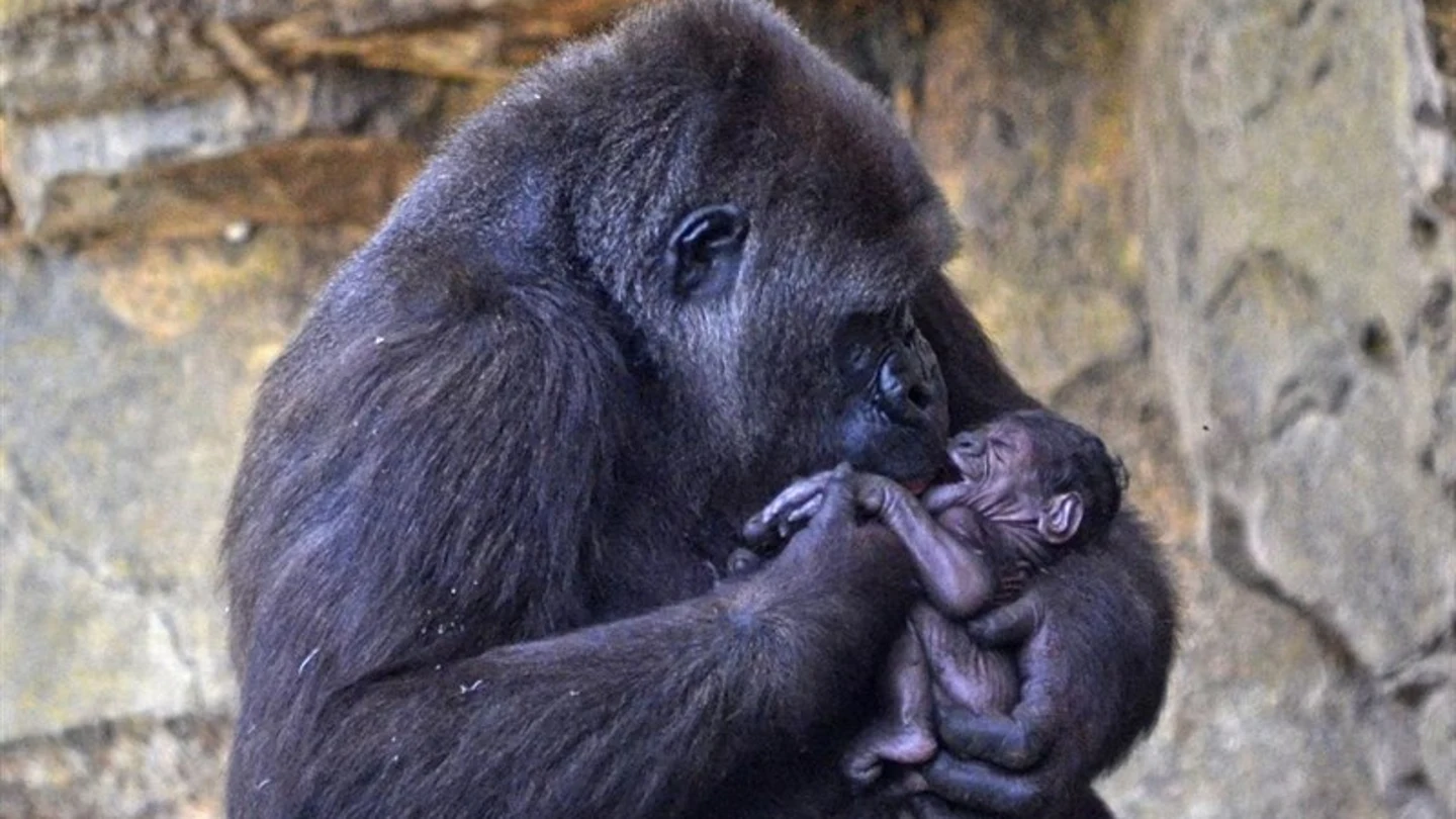 Nalani, la gorila que ha dado a luz en el Bioparc de Valencia Nalani, la gorila que ha dado a luz en el Bioparc de Valencia