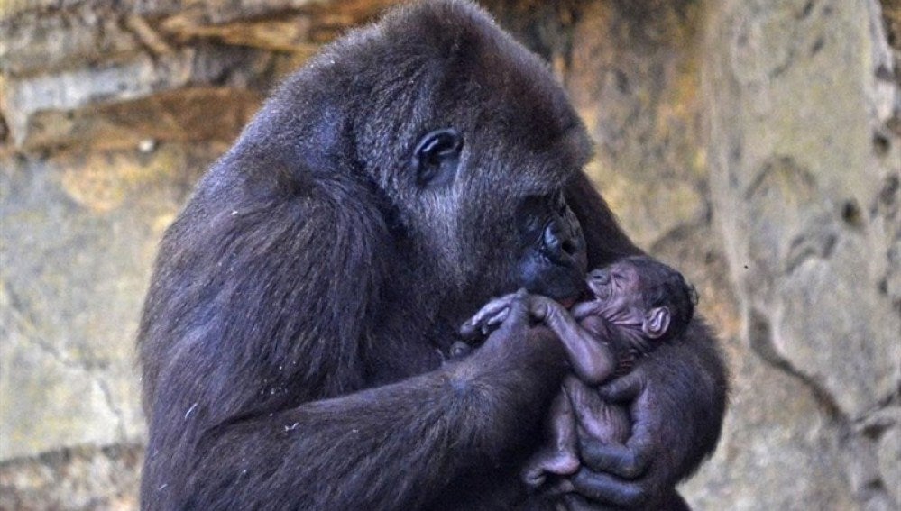 Nalani, la gorila que ha dado a luz en el Bioparc de Valencia