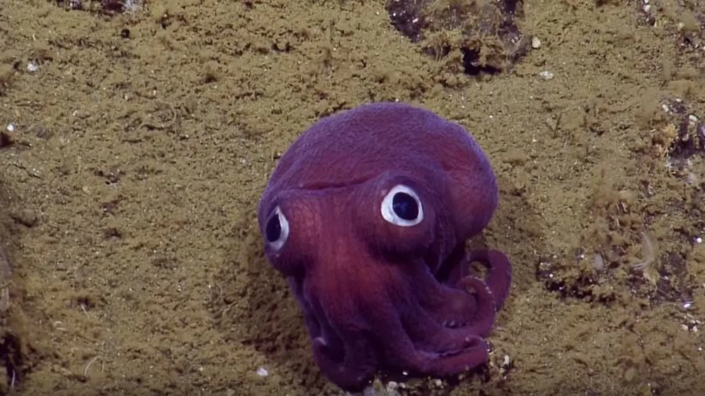 'Googly-eyed', grabado por E/V Nautilus 'Googly-eyed', grabado por E/V Nautilus